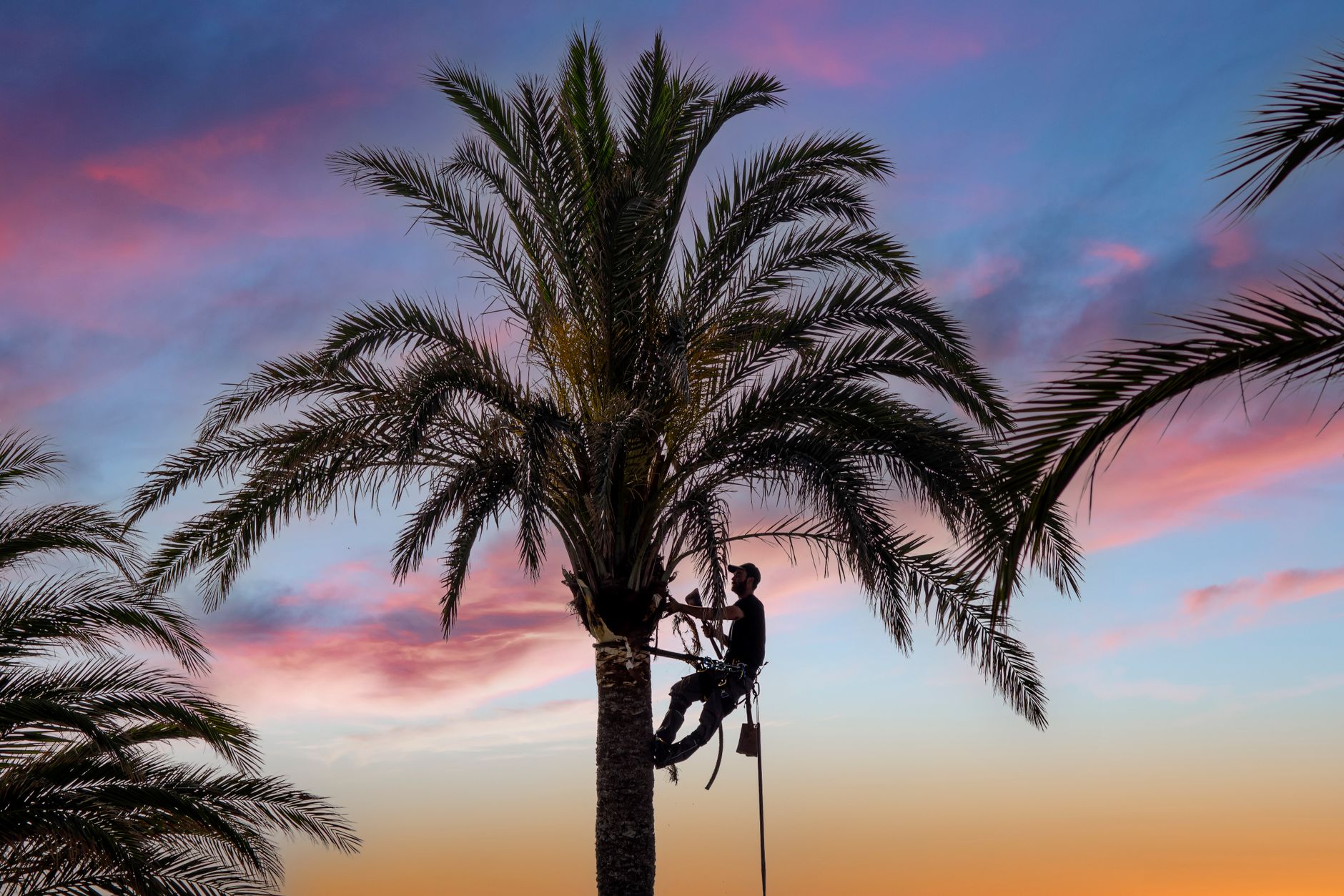 Quality Tree Service trimming a tree